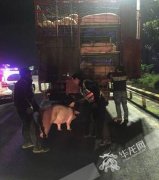 货车顶棚有窟窿竟不知 粗心驾驶员高速路上丢猪