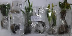 神秘邮包入境重庆 竟然有毁灭性生物