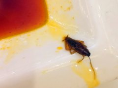 吃酒宴途中吃到蟑螂 整桌食客尴尬为难