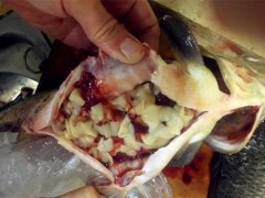 超市买的鱼肚子里有鸭肠？ 网友：是寄生虫！