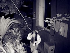 女子凌晨踩着猫步偷盆栽 失主发布监控要抓贼