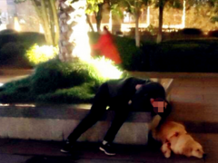 男子酩酊大醉广场上转辗反侧 爱犬身旁紧紧守候