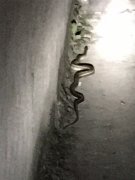 夜晚传来“啪”的一声 结果竟是蛇出没