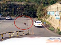 野猪闯进驾校 窜进街道肆意奔跑