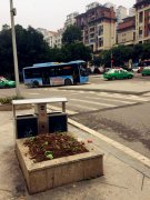 有人在路边花坛种菜 令目击市民百思不解