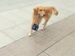 男友力max！宠物狗上街帮女主人拎包