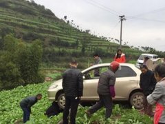 轿车过弯道时开进菜地 画面很尴尬