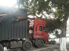 长途货车撞上路边大树 树干断裂压住车头