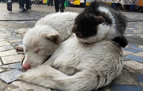 她搬走了  最放心不下的是楼下的流浪狗