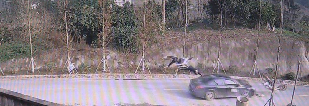 逆行飙车炫技 车上两人被撞飞