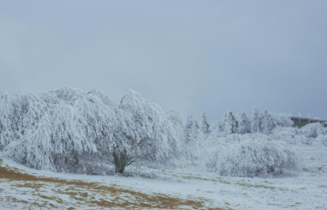 冬天的仙女山宛如仙境  你被美到了吗？