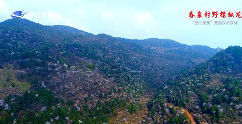 美哭！航拍巫山万亩野樱花绽放美景