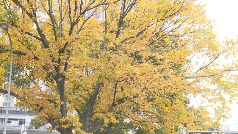 山城春日现落叶“秋景” 这个场景稀不稀奇？