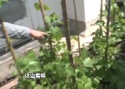 顶楼天台变菜园 臭气熏天业主直叫苦