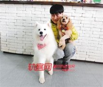 两名犬寻靠谱领养者  它们被寄养宠物店，费用到期主人却失联