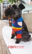主人与宠物穿“亲子装”  走在街上回头率百分百