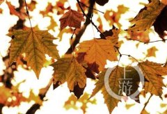 主城这条“最文艺范”公路美得像童话