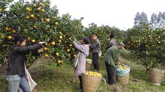 我市柑橘产值237亿 成农民增收重要产业