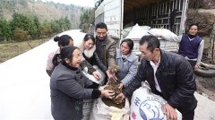 水泥公路通到家门口 黄连生意不再“苦”