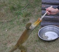 重庆一动物园松鼠猴吃“汤圆” 俏皮模样惹人爱