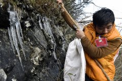 雪域深山里的一群挖“宝”人