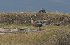 时隔半世纪  鸿雁候鸟现身汉丰湖