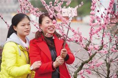 南山植物园的樱花开啦 这些人可以免费入园赏花