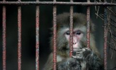 ​重庆​一动物园只有一名工作人员却身兼数职