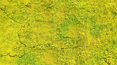 哇！重庆广阳岛的花儿真美