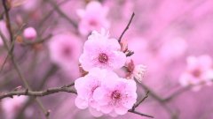 九龙坡百花绽放 赏花正当时