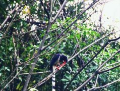 巫溪惊现红嘴蓝鹊