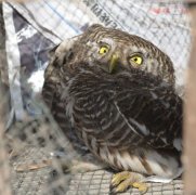 斑头鸺鹠，不认识？ 两个好吃佬用气枪打伤它被刑拘