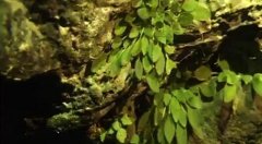 重庆发现全球独有植物