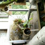 厉害了！重庆学生在阳台构建小型生态系统