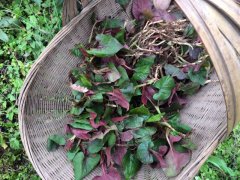 忠县：春天到 野菜俏