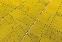 这一片壮观的“花海” 猜一猜在重庆哪儿