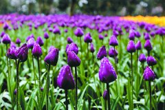 主城周末休闲又添新去处，去歌乐山赏百万株郁金香吧