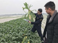 27吨潼南萝卜完成出口首秀