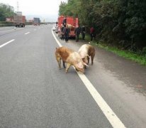 “二师兄”高速路“越狱” 执法人员当“猪倌”