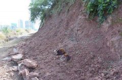 凌晨三点多 石柱一老人家里来了“不速之客”