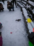 呆萌！松鼠雪地里与游客“抢”吃的