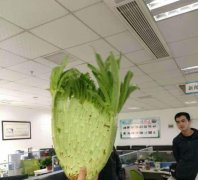 稀奇！莴笋地里长出了“鹅毛扇”