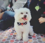 重庆萌宠总动员 来看看谁家的狗狗最时尚