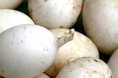 重庆合川一婆婆喂养的鸭子产下一枚有“尾巴”的蛋