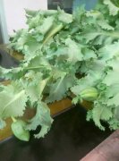 万州一居民栽5株这种花遭警方传唤