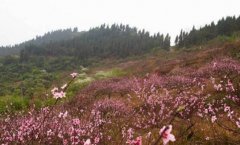不用人挤人，重庆周边9个冷门赏花秘境景美还不挤！
