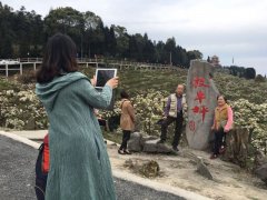 渝北：万亩高山梨花绽放美 清明假期迎来赏花热