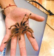 重庆一女子家养巴掌大蜘蛛  吓得妈妈不敢进屋