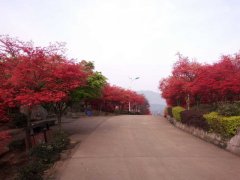 同一景区赏红枫樱花杜鹃映山红？这个地方可以！