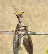 重庆发现濒临灭绝物种